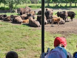 Výlet na Safari