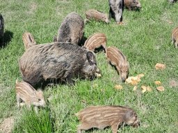 Výlet na Safari