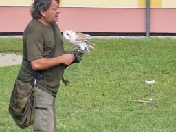 Ukázka výcviku dravců