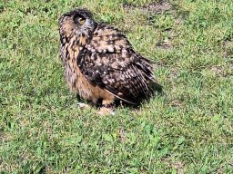 Ukázka výcviku dravců